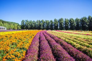 floriculture coloridas sustainability booming