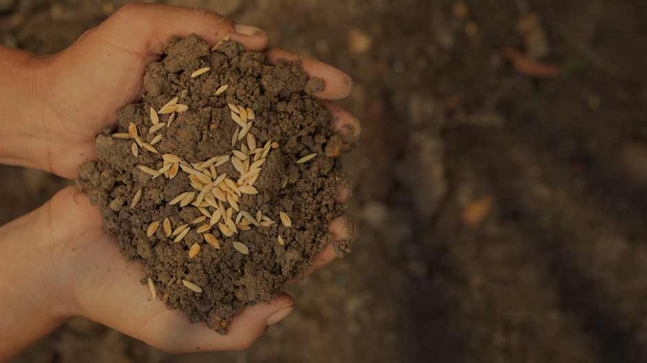 Digitisation Traceability In The Seed Industry SourceTrace Systems