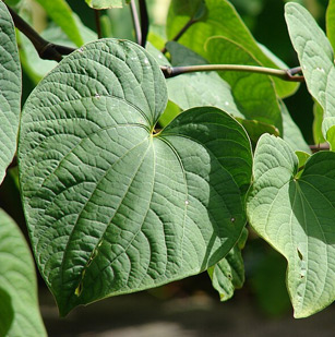 The Magic of Kava A Glimpse into its Cultivation and Medicinal Wonders in the Pacific Region